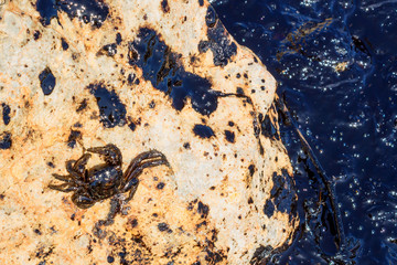 Oil spill. Environmental disaster.  Death of animals. Dying sea crab.