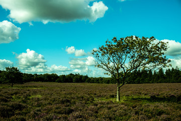 Obraz premium Landscape