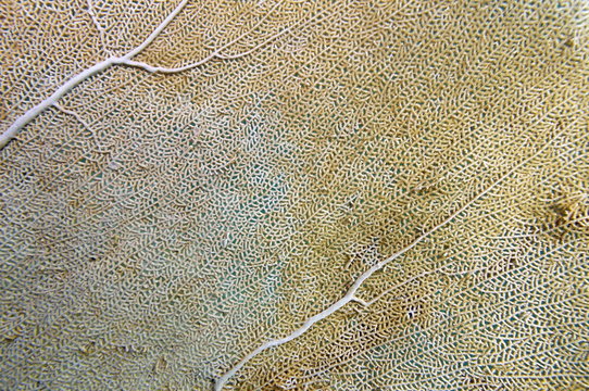 Detail of venus sea fan coral, Gorgonia flabellum, Caribbean sea, Puerto Rico