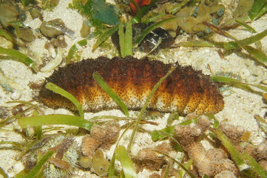Donkey dung sea cucumber, Holothuria mexicana, underwater on the seabed in the Caribbean sea