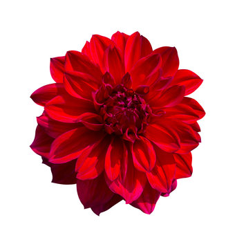 Red Dahlia flower. Beautiful Dahlia Flower