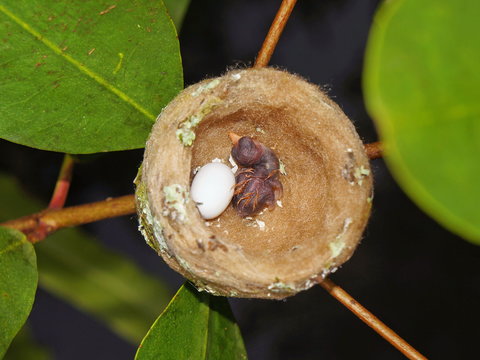 Nest of hummingbird with one egg on one baby, Costa Rica, Central America