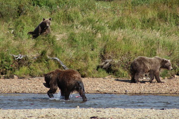 Grizzlybär-Alaska