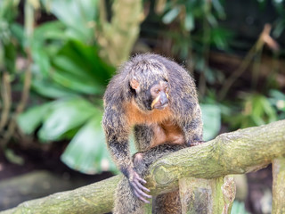Female white-faced saki sits on branch