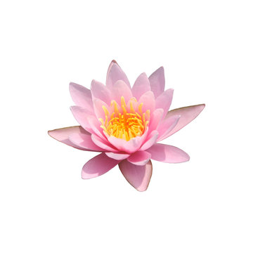 isolated lotus water lily pink flower top view. Graphic resource on white background