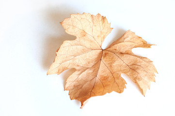 feuille de vigne sur fond blanc