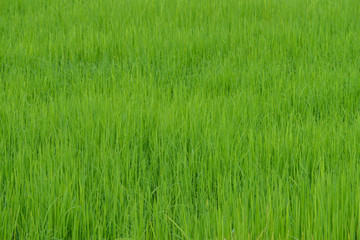 Rice plant as a background