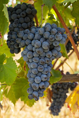 Fototapeta premium ripe red grape clusters on the vine
