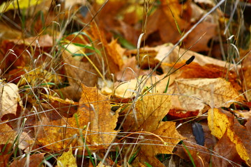Herbst