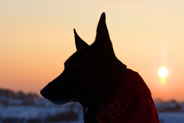 Dog back light silhouette in sunset