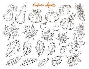 Autumn objects hand drawn collection isolated on white background.. Line art icons of leaves, pumpkins and berries. Thanksgiving objects outlines set.