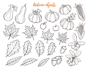 Obraz premium Autumn objects hand drawn collection isolated on white background.. Line art icons of leaves, pumpkins and berries. Thanksgiving objects outlines set.