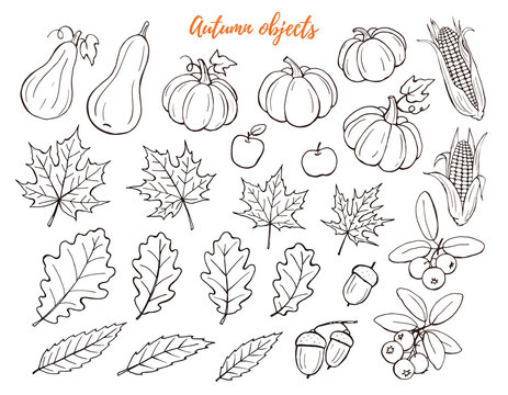 Autumn objects hand drawn collection isolated on white background.. Line art icons of leaves, pumpkins and berries. Thanksgiving objects outlines set.