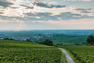 Naklejka premium weinberge in der pfalz, sonnenaufgang