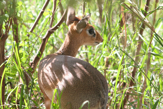 DikDik Zwergantilope im Tarangire Nationalpark Tansania