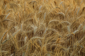 Wheat ears in the sun