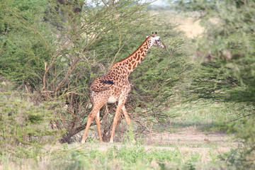 Giraffe wandert im Tarangire Nationalpark Tansania