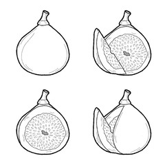 Fig Vector Illustration Hand Drawn Fruit Cartoon Art
