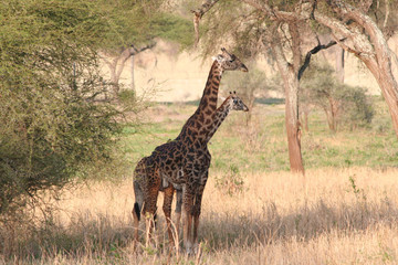 Giraffen Paar im Tarangire Nationalpark Tansania