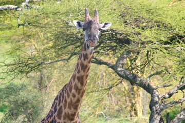 Giraffe Portrait im Serengeti Nationalpark Tansania