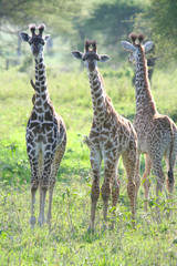 Junge Baby Giraffen in der Gruppe Serengeti Nationalpark Tansania