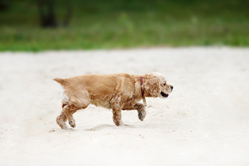spaniel dog running on the sand