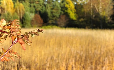 Seaside autumn nature of Finland