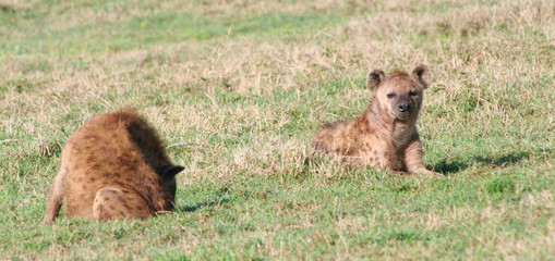 Hyänen Paar liegt entspannt in der Steppe des Ngorongoro Nationalpark Tansania