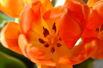 Tulpe orange Einzelblüte