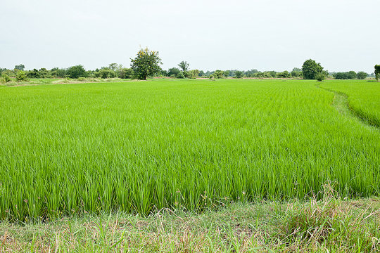 natural green field paddy countryside landscape