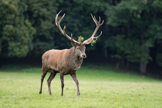 Cerf