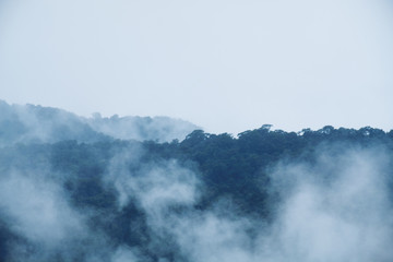 Naklejka na ściany i meble Closeup image of dense fog cover a tropical rainforest