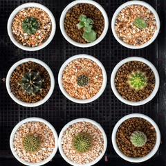 Adorable indoor cactus garden