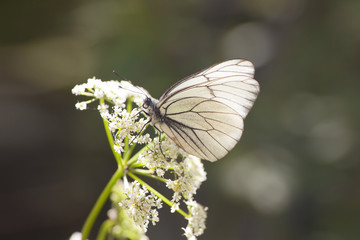 Butterfly on the white flower