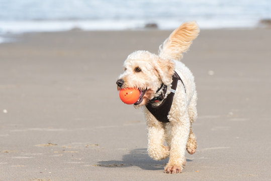 hund am strand