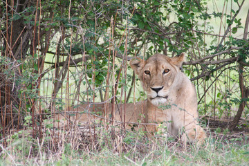 Fototapeta na wymiar Löwin liegt im Schatten des Gebüsch im Tarangire Nationalpark Tansania