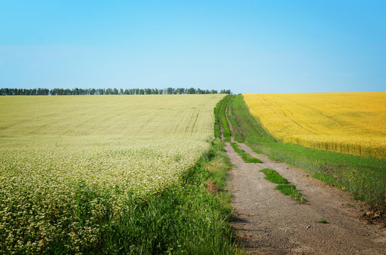 รูปภาพPseudocereal เลือกดูภาพถ่ายสต็อก เวกเตอร์ และวิดีโอ4,017