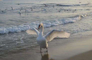 Swan on the beach in front of the sun's rays. Covered in the open air.