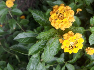 Yellow flowers and leaves in a city park.
