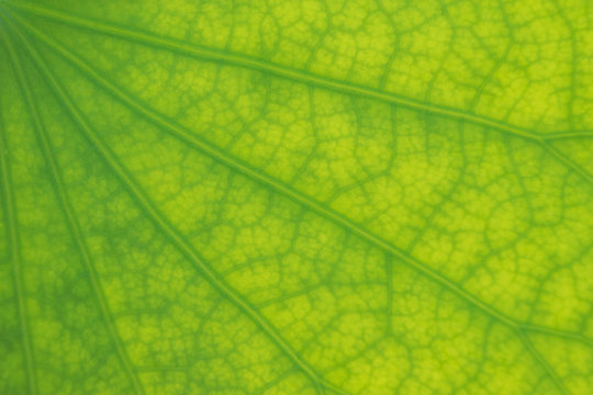 detailed lotus leaf in close up for background, texture
