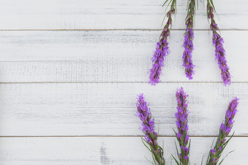 Fototapeta premium Violet liatris flowers on white wood background with copy space