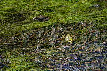 Frog in swamp