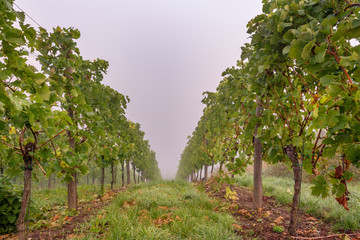 Fototapeta na wymiar Vineyards in autumn. Autumnal landscape in the vineyards of Luxembourg at the Moselle on a foggy morning