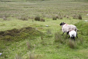 Fototapeta premium Ireland-juin-juillet-2017