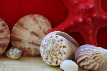 Starfish and seashells close-up