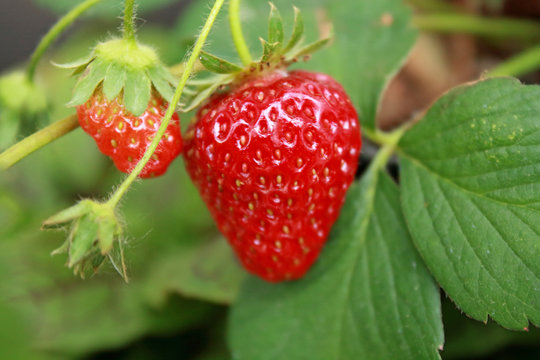 Red ripe fresh strawberry