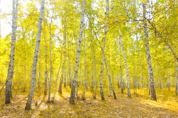 Fototapeta premium birch forest