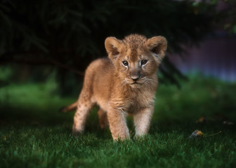 African Lion cub, South Africa