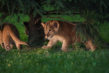 African Lion cub, South Africa
