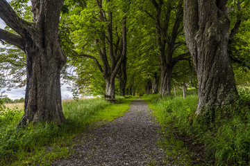 Kastanienallee in Iffeldorf im oberbayerischen Pfaffenwinkel rauf zur Heuwinklkapelle